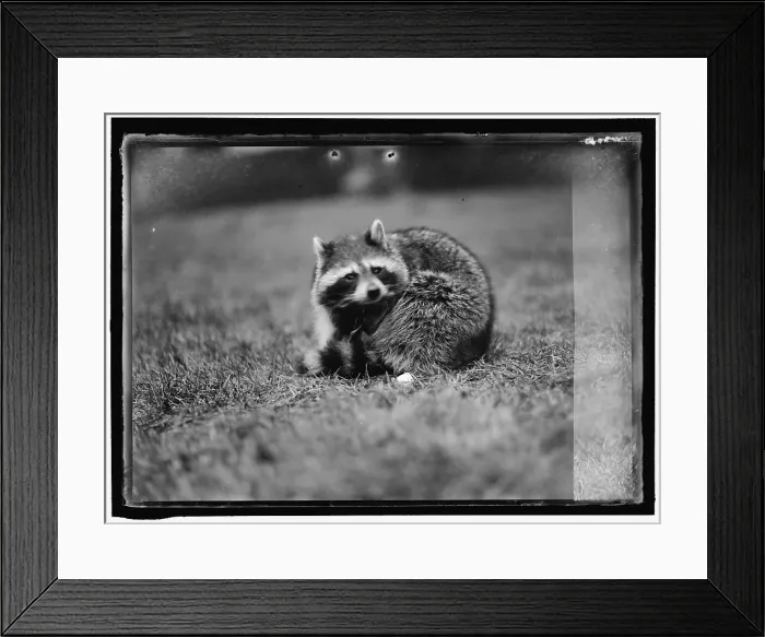 Framed Print : Raccoon, between 1913 and 1917. Creator: Harris & Ewing. Raccoon, between 1913 and 1917. Creator: Harris & Ewing Framed Print : Raccoon, between 1913 and 1917. Creator: Harris & Ewing. Raccoon, between 1913 and 1917. Creator: Harris & Ewing