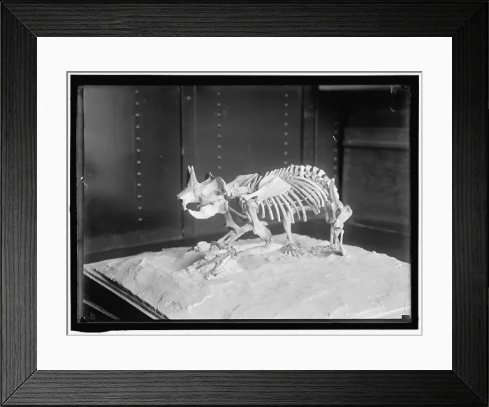 Framed Print : Dinosaur skeleton, between 1913 and 1917. Creator: Harris & Ewing. Dinosaur skeleton, between 1913 and 1917. Creator: Harris & Ewing Framed Print : Dinosaur skeleton, between 1913 and 1917. Creator: Harris & Ewing. Dinosaur skeleton, between 1913 and 1917. Creator: Harris & Ewing