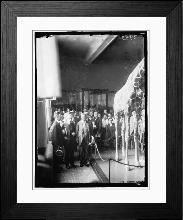 Framed Print : Theodore Roosevelt at National Museum, between 1914 and 1917. Creator: Harris & Ewing. Theodore Roosevelt at National Museum, between 1914 and 1917. Creator: Harris & Ewing Framed Print : Theodore Roosevelt at National Museum, between 1914 and 1917. Creator: Harris & Ewing. Theodore Roosevelt at National Museum, between 1914 and 1917. Creator: Harris & Ewing
