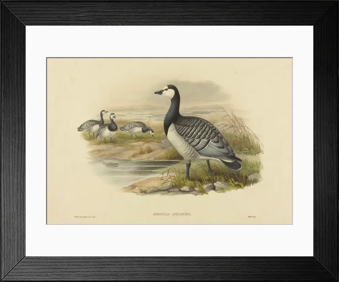 Framed Print : Barnacle Goose (Bernicla Leucopsis). Creators: Joseph Wolf, HC Richter Framed Print : Barnacle Goose (Bernicla Leucopsis). Creators: Joseph Wolf, HC Richter