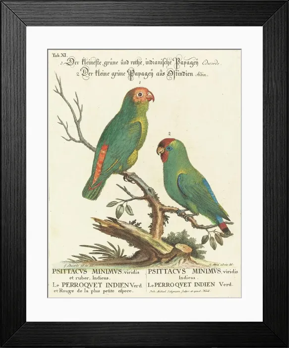 Framed Print : Parrot (Le Perroquet Indien. Psittacus Minimus). Creator: Johann Michael Seligmann Framed Print : Parrot (Le Perroquet Indien. Psittacus Minimus). Creator: Johann Michael Seligmann