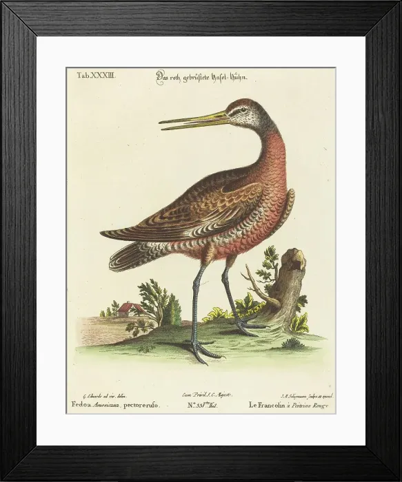 Framed Print : Fedoa Americana, pectore ruso. Creator: Johann Michael Seligmann Framed Print : Fedoa Americana, pectore ruso. Creator: Johann Michael Seligmann