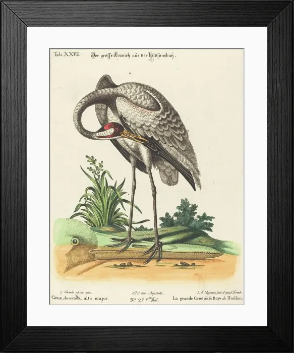 Framed Print : Grus Americana, alta major. Creator: Johann Michael Seligmann Framed Print : Grus Americana, alta major. Creator: Johann Michael Seligmann