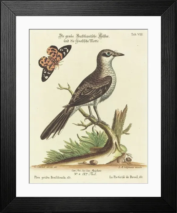 Framed Print : Pica grisea Brasiliensis. Creator: Johann Michael Seligmann Framed Print : Pica grisea Brasiliensis. Creator: Johann Michael Seligmann