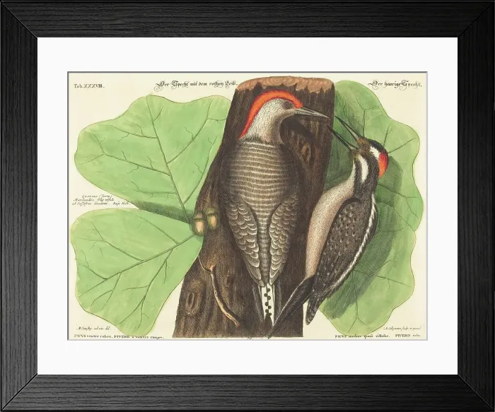 Framed Print : The Red Bellied Woodpecker (Picus Carolinus), probably 1743 / 1762. Creator: Johann Michael Seligmann Framed Print : The Red Bellied Woodpecker (Picus Carolinus), probably 1743 / 1762. Creator: Johann Michael Seligmann