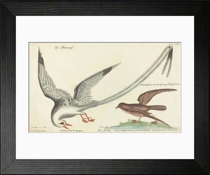 Framed Print : The Tropic Bird (Phaeton aethereus), probably 1743 / 1762. Creator: Johann Michael Seligmann Framed Print : The Tropic Bird (Phaeton aethereus), probably 1743 / 1762. Creator: Johann Michael Seligmann
