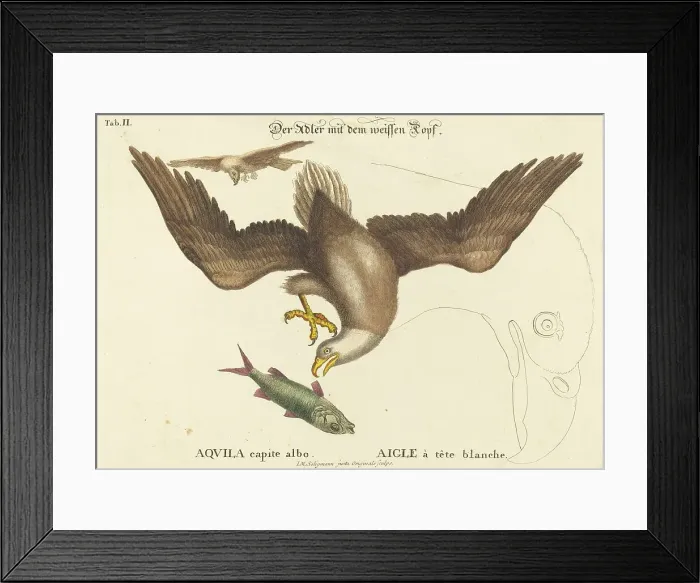 Framed Print : The Bald Eagle (Falco leucocephalus), probably 1743 / 1762. Creator: Johann Michael Seligmann Framed Print : The Bald Eagle (Falco leucocephalus), probably 1743 / 1762. Creator: Johann Michael Seligmann