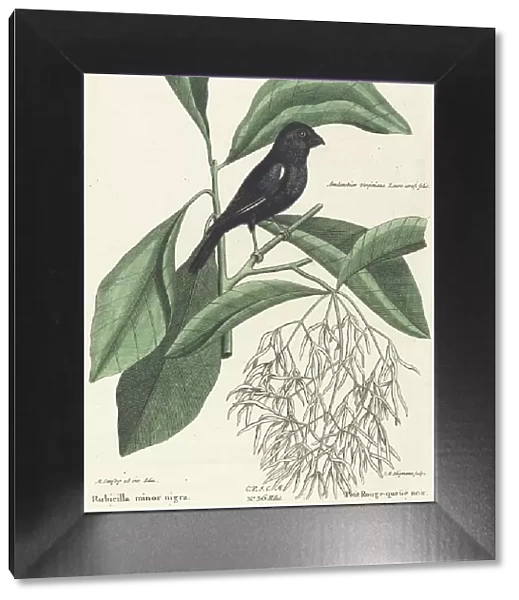 The Little Black Bullfinch (Rubicilla minor nigra), probably 1743 / 1762. Creator: Johann Michael Seligmann
