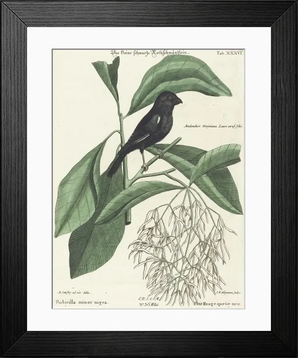 Framed Print : The Little Black Bullfinch (Rubicilla minor nigra), probably 1743 / 1762. Creator: Johann Michael Seligmann Framed Print : The Little Black Bullfinch (Rubicilla minor nigra), probably 1743 / 1762. Creator: Johann Michael Seligmann