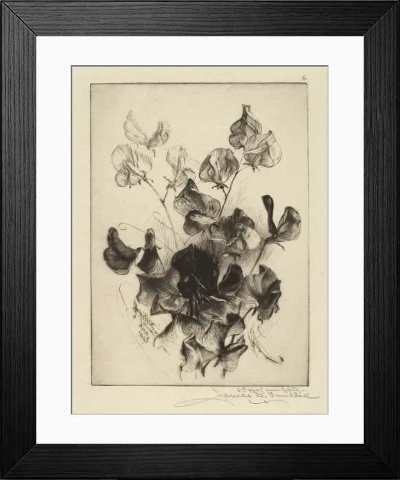 Framed Print : Sweet Peas, 1891. Creator: James David Smillie Framed Print : Sweet Peas, 1891. Creator: James David Smillie