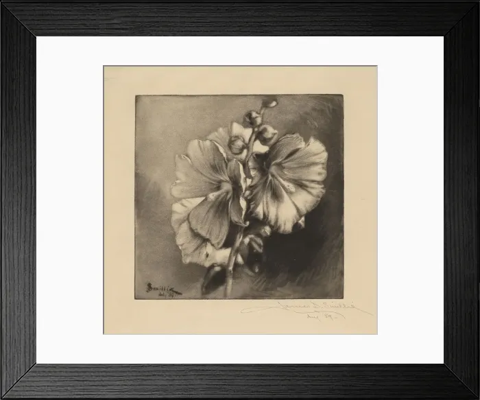 Framed Print : Single Hollyhocks, 1889. Creator: James David Smillie Framed Print : Single Hollyhocks, 1889. Creator: James David Smillie