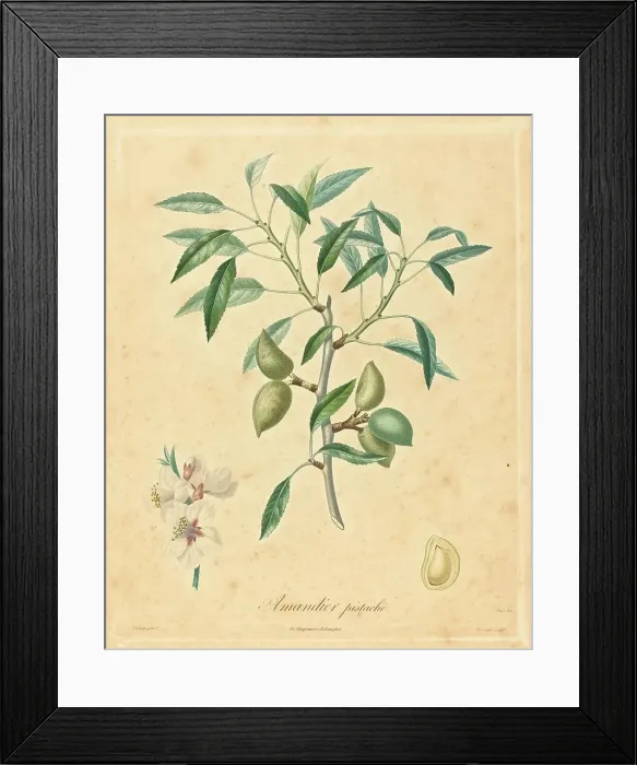 Framed Print : Amandier pistache. Creator: Unknown