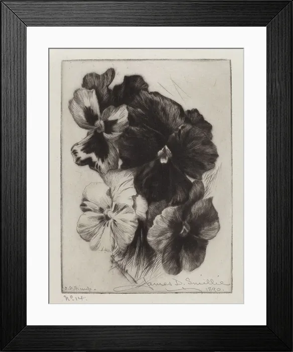 Framed Print : A Bunch of Pansies, 1890. Creator: James David Smillie Framed Print : A Bunch of Pansies, 1890. Creator: James David Smillie