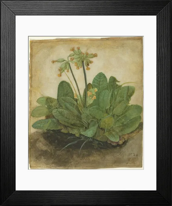 Framed Print : Tuft of Cowslips, 1526. Creator: Albrecht Durer Framed Print : Tuft of Cowslips, 1526. Creator: Albrecht Durer