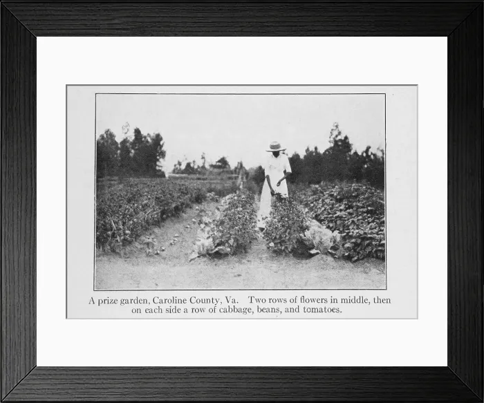 Framed Print : A prize garden, Caroline County, Va. 1915. Creator: Unknown Framed Print : A prize garden, Caroline County, Va. 1915. Creator: Unknown