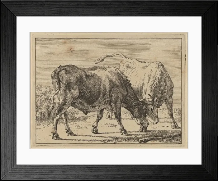 Framed Print : Two Oxen Fighting, 1650. Creator: Paulus Potter Framed Print : Two Oxen Fighting, 1650. Creator: Paulus Potter
