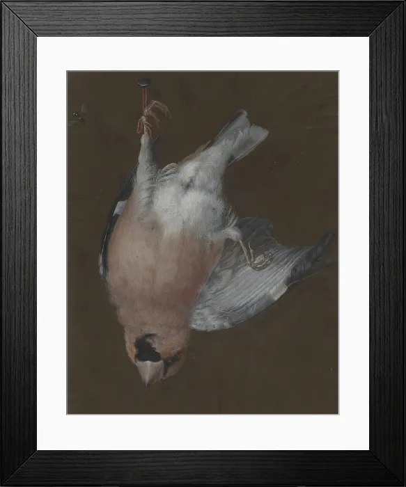 Framed Print : A Rose-Breasted Finch Hanging from a Nail, c. 1760. Creator: Barbara Regina Dietzsch Framed Print : A Rose-Breasted Finch Hanging from a Nail, c. 1760. Creator: Barbara Regina Dietzsch
