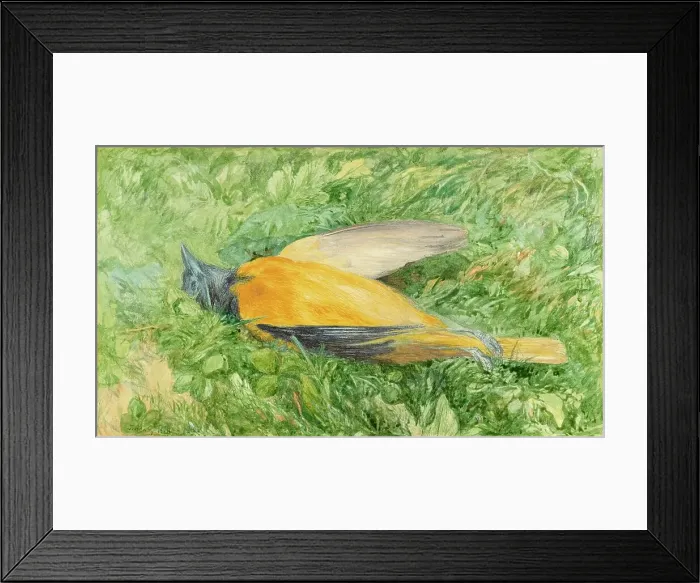 Framed Print : Golden Robin (Northern Oriole), 1866. Creator: John Henry Hill Framed Print : Golden Robin (Northern Oriole), 1866. Creator: John Henry Hill