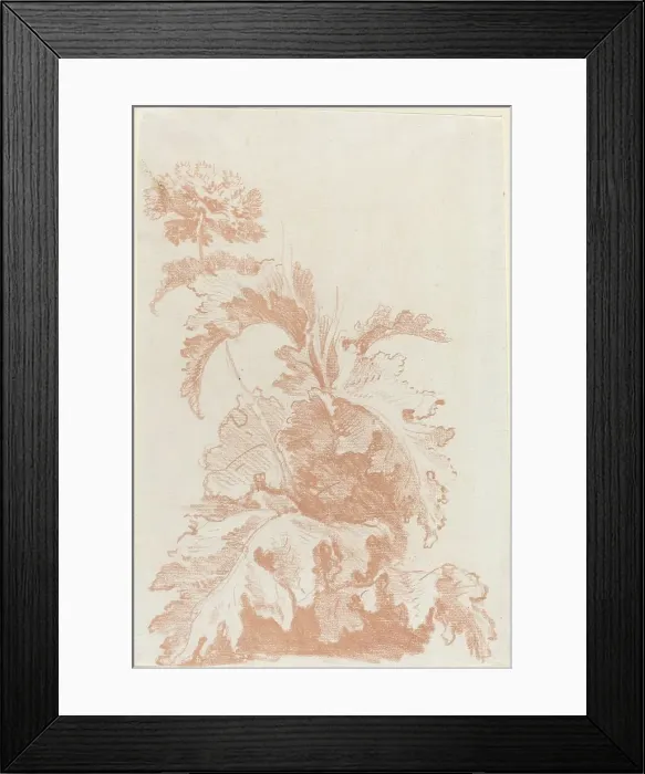 Framed Print : Poppy in Bloom, mid 1760s. Creator: Jean Baptiste Marie Huet Framed Print : Poppy in Bloom, mid 1760s. Creator: Jean Baptiste Marie Huet