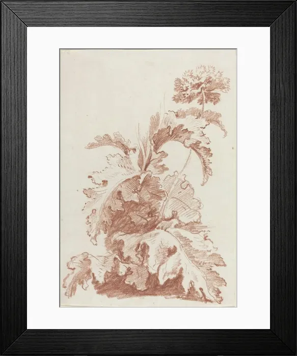 Framed Print : Poppy in Bloom, mid 1760s. Creator: Jean Baptiste Marie Huet Framed Print : Poppy in Bloom, mid 1760s. Creator: Jean Baptiste Marie Huet