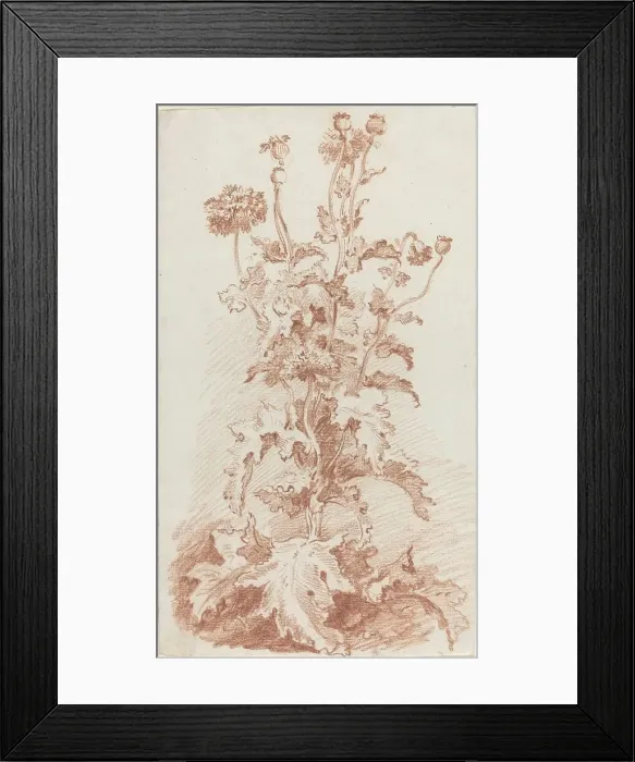 Framed Print : Poppies with Seed Pods, mid 1760s. Creator: Jean Baptiste Marie Huet Framed Print : Poppies with Seed Pods, mid 1760s. Creator: Jean Baptiste Marie Huet
