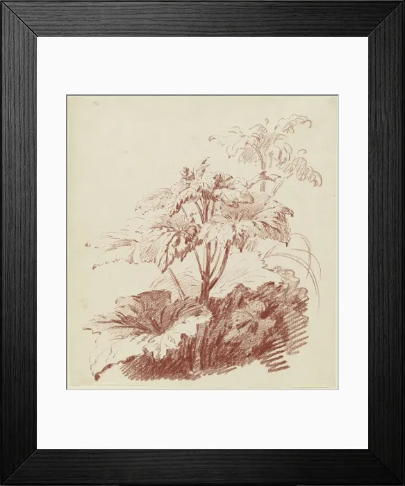 Framed Print : Flowering Plant with Buds, mid 1760s. Creator: Jean Baptiste Marie Huet Framed Print : Flowering Plant with Buds, mid 1760s. Creator: Jean Baptiste Marie Huet