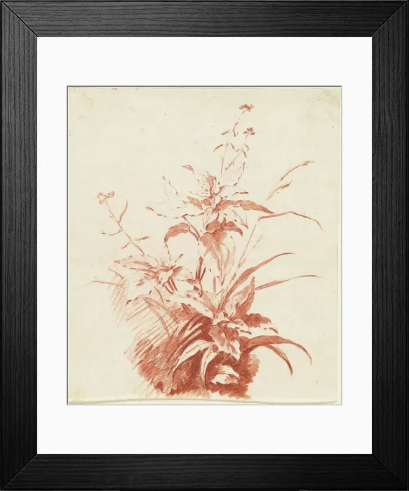 Framed Print : Flowering Plant with Grass, mid 1760s. Creator: Jean Baptiste Marie Huet Framed Print : Flowering Plant with Grass, mid 1760s. Creator: Jean Baptiste Marie Huet