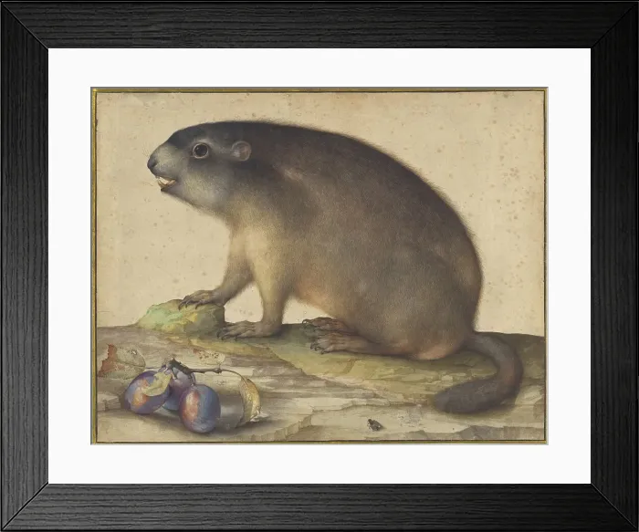 Framed Print : A Marmot with a Branch of Plums, 1605. Creator: Jacopo Ligozzi Framed Print : A Marmot with a Branch of Plums, 1605. Creator: Jacopo Ligozzi