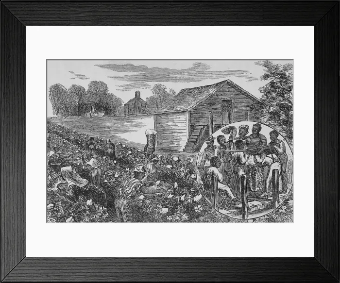 Framed Print : Picking and weighing cotton, 1872. Creator: Unknown Framed Print : Picking and weighing cotton, 1872. Creator: Unknown