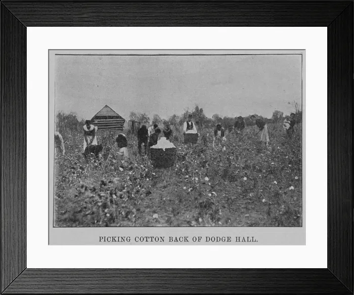 Framed Print : Picking cotton back of Dodge Hall, 1903. Creator: Unknown Framed Print : Picking cotton back of Dodge Hall, 1903. Creator: Unknown