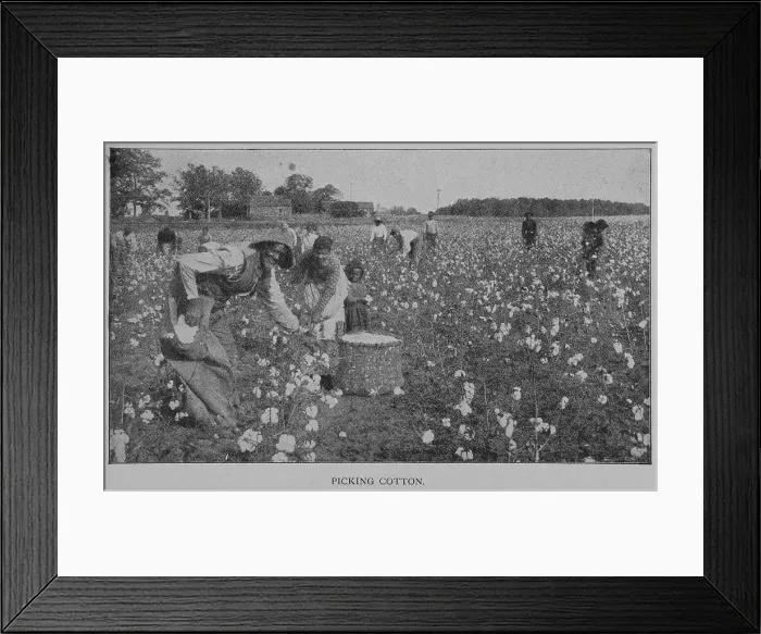 Framed Print : Picking cotton. 1902. Creator: Unknown Framed Print : Picking cotton. 1902. Creator: Unknown