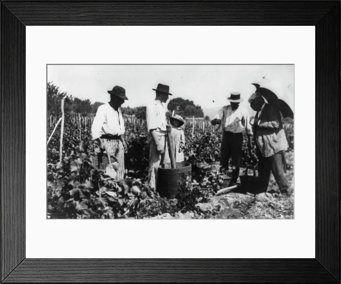 Framed Print : Antoine Lumiere inspecting grape harvest, n.d.. Creator: Frances Benjamin Johnston Framed Print : Antoine Lumiere inspecting grape harvest, n.d.. Creator: Frances Benjamin Johnston