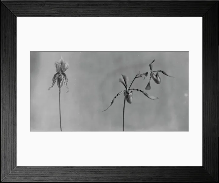 Framed Print : White House orchids, between 1889 and 1906. Creator: Frances Benjamin Johnston Framed Print : White House orchids, between 1889 and 1906. Creator: Frances Benjamin Johnston
