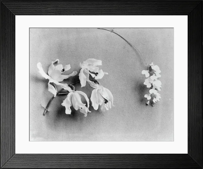 Framed Print : White House orchids, between 1889 and 1906. Creator: Frances Benjamin Johnston Framed Print : White House orchids, between 1889 and 1906. Creator: Frances Benjamin Johnston