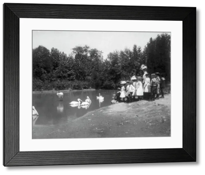 Framed Print : Group of public school children looking at pelicans and swan in the Nation...Washington DC, (1899?). Creator: Frances Benjamin Johnston Framed Print : Group of public school children looking at pelicans and swan in the Nation...Washington DC, (1899?). Creator: Frances Benjamin Johnston
