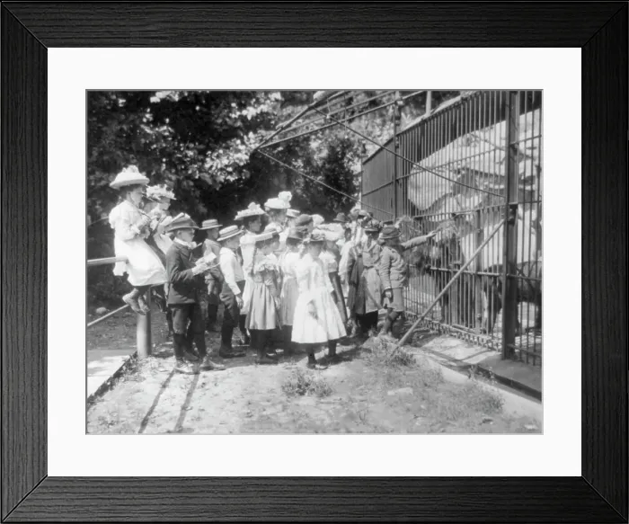 Framed Print : Group of public school children looking at bears in the National Zoo(?), Washington, D.C. (1899?). Creator: Frances Benjamin Johnston Framed Print : Group of public school children looking at bears in the National Zoo(?), Washington, D.C. (1899?). Creator: Frances Benjamin Johnston
