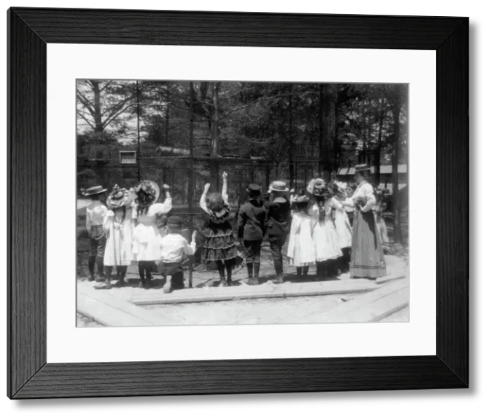 Framed Print : Group of public school children offering peanuts to animals in the Nation... Washington DC, (1899?) Creator: Frances Benjamin Johnston Framed Print : Group of public school children offering peanuts to animals in the Nation... Washington DC, (1899?) Creator: Frances Benjamin Johnston