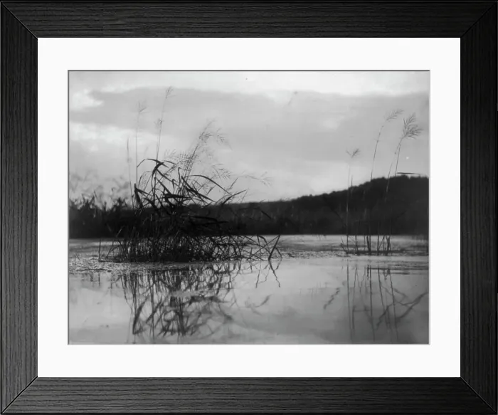 Framed Print : Windswept sedges, c1896. Creator: Frances Benjamin Johnston Framed Print : Windswept sedges, c1896. Creator: Frances Benjamin Johnston