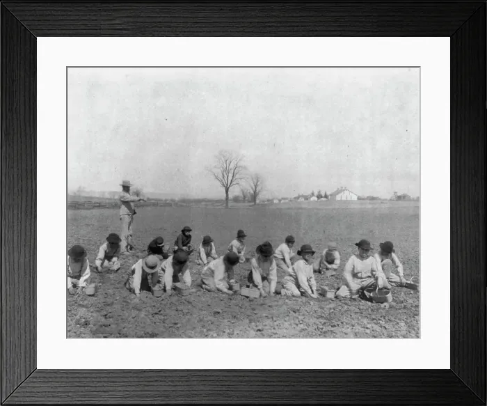 Framed Print : Carlisle Indian School, Carlisle, Pa. Boys digging for potatoes(?) in field, 1901. Creator: Frances Benjamin Johnston Framed Print : Carlisle Indian School, Carlisle, Pa. Boys digging for potatoes(?) in field, 1901. Creator: Frances Benjamin Johnston