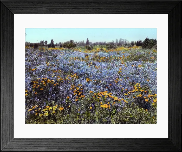 Framed Print : Field of poppies and lupin, California, 1917. Creator: Frances Benjamin Johnston Framed Print : Field of poppies and lupin, California, 1917. Creator: Frances Benjamin Johnston