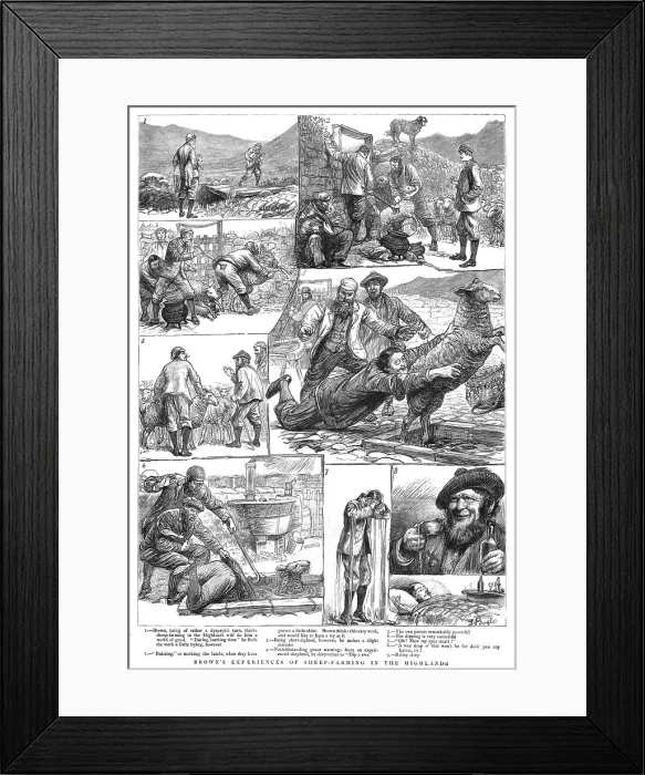 Framed Print : Brown's Experiences of Sheep - Farming in the Highlands, 1890. Creator: Unknown Framed Print : Brown's Experiences of Sheep - Farming in the Highlands, 1890. Creator: Unknown
