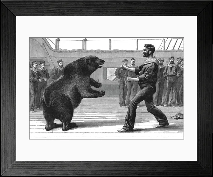 Framed Print : A Boxing Match on board H.M.S.'Cambridge'; The pet bear Bob has now been transferred to the Zool Creator: Unknown. A Boxing Match on board H.M.S.'Cambridge'; The pet bear Bob has now been transferred to the Zool Creator Framed Print : A Boxing Match on board H.M.S.'Cambridge'; The pet bear Bob has now been transferred to the Zool Creator: Unknown. A Boxing Match on board H.M.S.'Cambridge'; The pet bear Bob has now been transferred to the Zool Creator