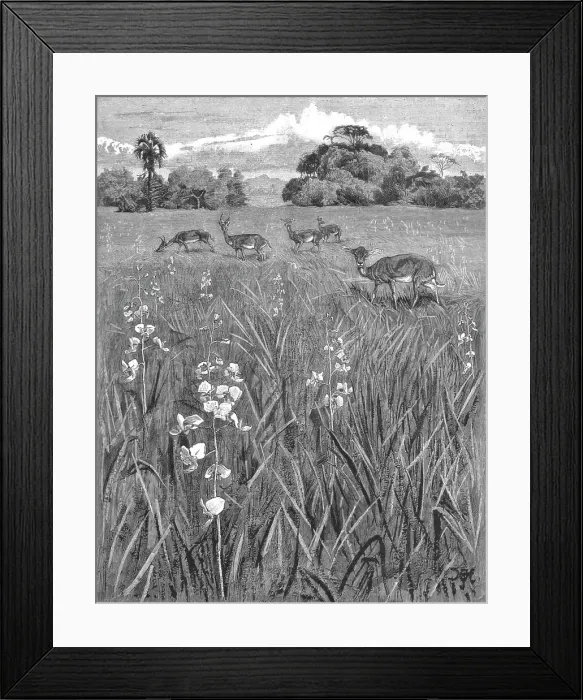 Framed Print : Nyasa - Land awaits Inhabitants; Antelopes and Orchids, 1890. Creator: Unknown Framed Print : Nyasa - Land awaits Inhabitants; Antelopes and Orchids, 1890. Creator: Unknown