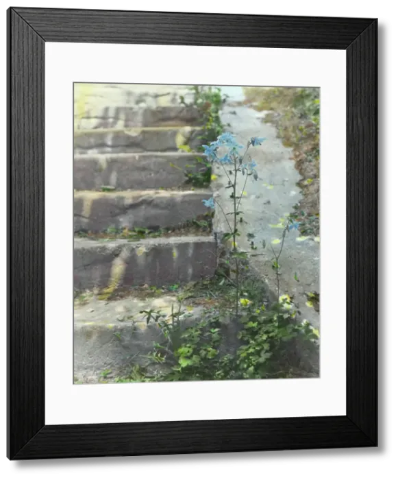Framed Print : Columbine, between 1915 and 1930. Creator: Frances Benjamin Johnston Framed Print : Columbine, between 1915 and 1930. Creator: Frances Benjamin Johnston
