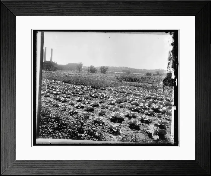 Framed Print : Food Garden Commission, between 1910 and 1920. Creator: Harris & Ewing. Food Garden Commission, between 1910 and 1920. Creator: Harris & Ewing Framed Print : Food Garden Commission, between 1910 and 1920. Creator: Harris & Ewing. Food Garden Commission, between 1910 and 1920. Creator: Harris & Ewing
