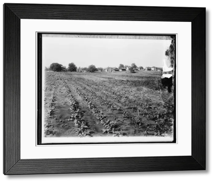 Framed Print : National Emergency Food Garden, between 1910 and 1920. Creator: Harris & Ewing. National Emergency Food Garden, between 1910 and 1920. Creator: Harris & Ewing Framed Print : National Emergency Food Garden, between 1910 and 1920. Creator: Harris & Ewing. National Emergency Food Garden, between 1910 and 1920. Creator: Harris & Ewing