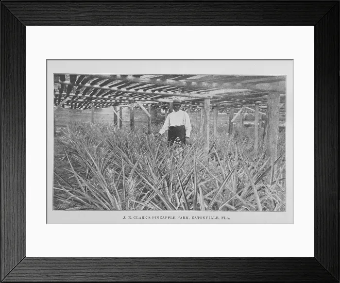 Framed Print : J. E. Clark's pineapple farm, Eatonville, Fla. 1907. Creator: Unknown Framed Print : J. E. Clark's pineapple farm, Eatonville, Fla. 1907. Creator: Unknown