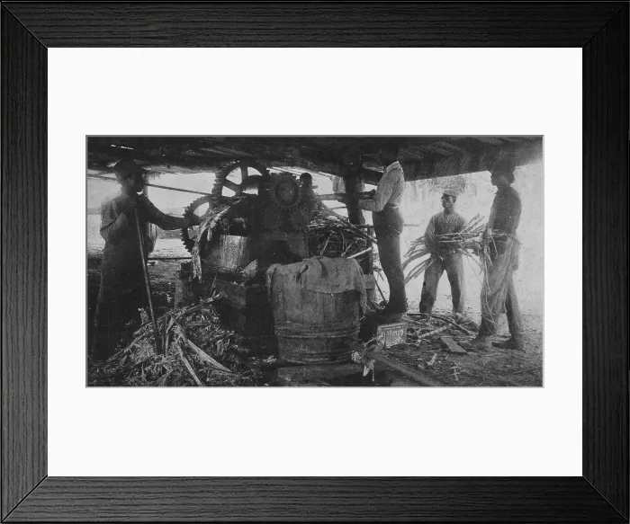 Framed Print : Grinding sugar-cane at the school's sugar-hill, 1904. Creator: Frances Benjamin Johnston Framed Print : Grinding sugar-cane at the school's sugar-hill, 1904. Creator: Frances Benjamin Johnston