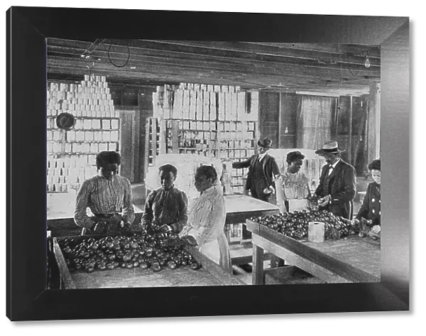 Selecting fruit for canning, 1904. Creator: Frances Benjamin Johnston