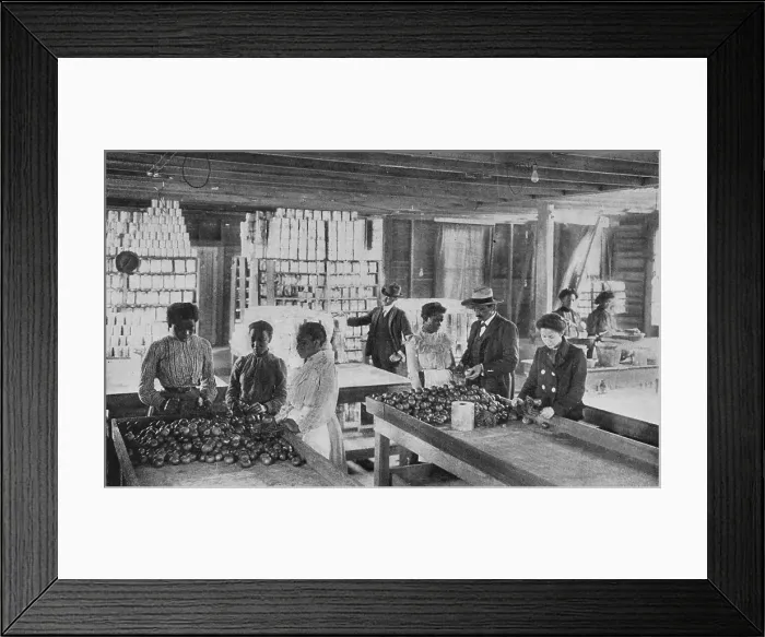 Framed Print : Selecting fruit for canning, 1904. Creator: Frances Benjamin Johnston Framed Print : Selecting fruit for canning, 1904. Creator: Frances Benjamin Johnston